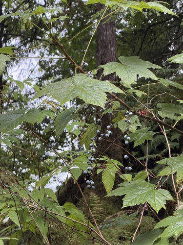 Ribes bracteosum, photograph 6