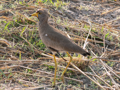 iNaturalist image