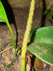 Peperomia magnoliifolia, photograph (c) Matteo Bellucci, some rights reserved (CC BY)