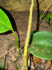 Peperomia magnoliifolia, photograph (c) Matteo Bellucci, some rights reserved (CC BY)
