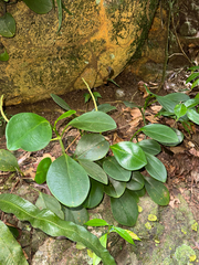 Peperomia magnoliifolia
