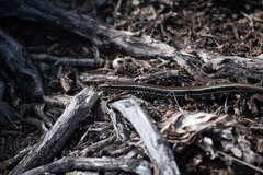 Ctenotus labillardieri