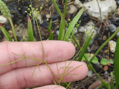 Spermolepis echinata