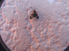 Dycladia lucetius