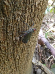 Enchophora subviridis