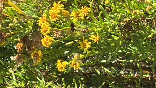 Golden Samphire