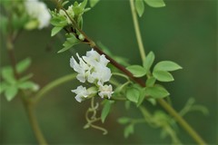 Ceratocapnos claviculata