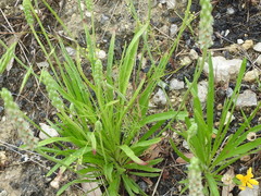 Spermolepis echinata