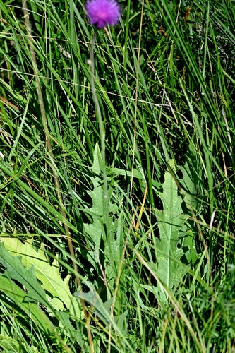 Cirsium canum, photograph 6