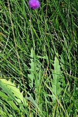 Cirsium canum, photograph (c) Petr Harant, some rights reserved (CC BY)