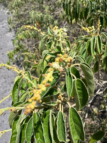 Croton flavens