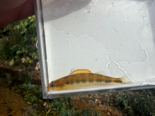 Western Gilt Darter