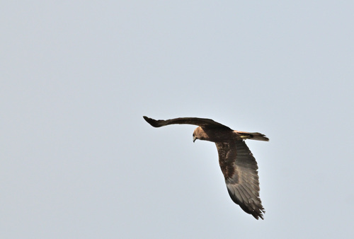 iNaturalist image