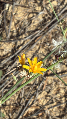 Rush Skeletonweed