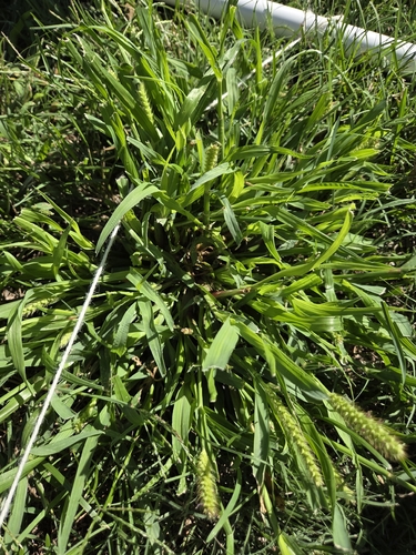 yellow foxtail