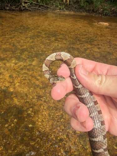 Common Watersnake