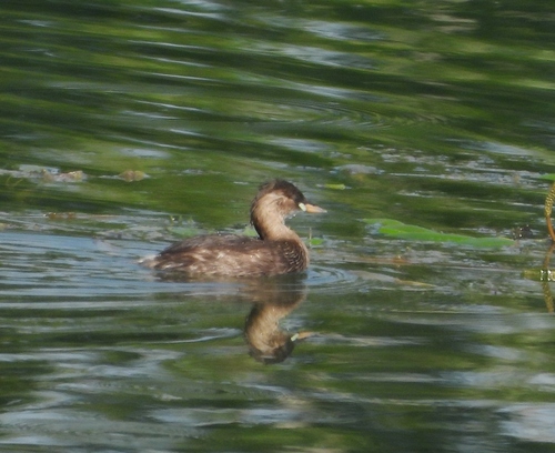 iNaturalist image