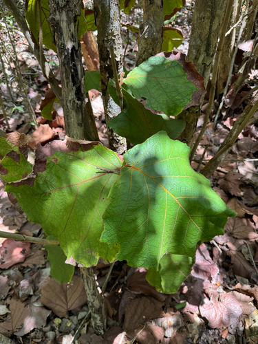 Coccoloba pubescens