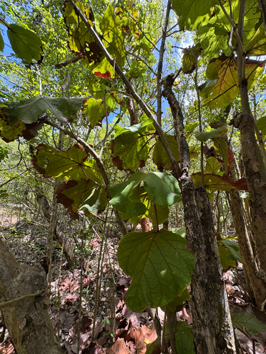 Coccoloba pubescens, photograph 2