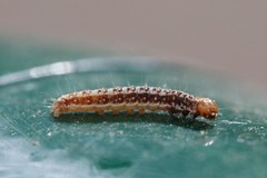 Tortricodes alternella