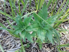 Eupatorium cannabinum
