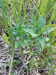 Eupatorium cannabinum