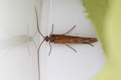 Limnephilus binotatus