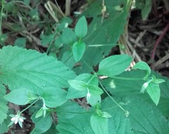Moehringia trinervia