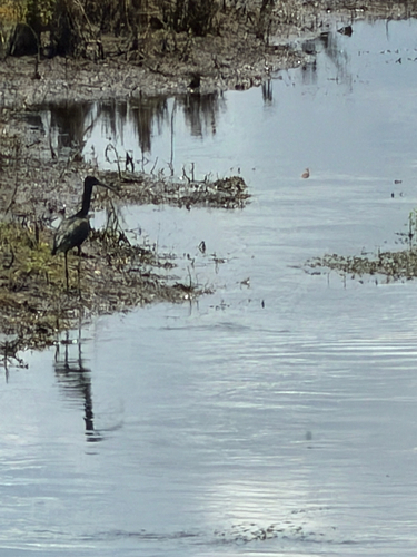 iNaturalist image