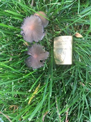 Fungi