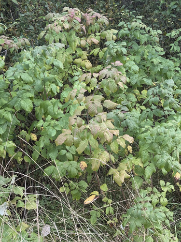 red raspberry