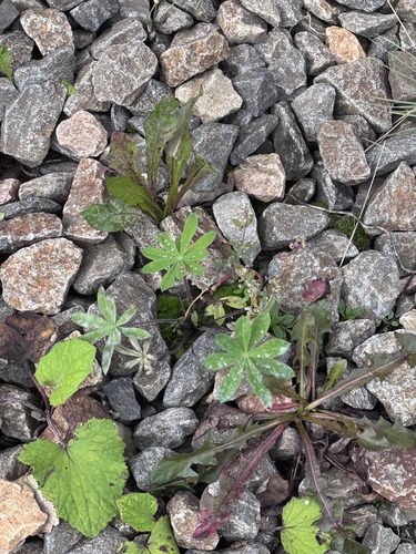 Large-leaved lupine