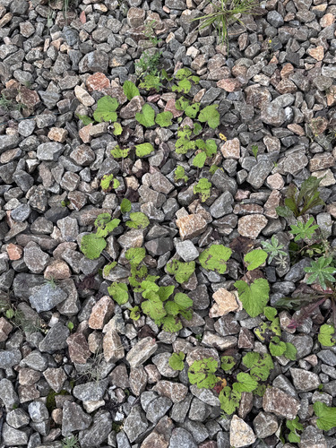 colt's-foot