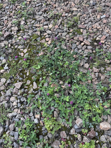 Red Clover