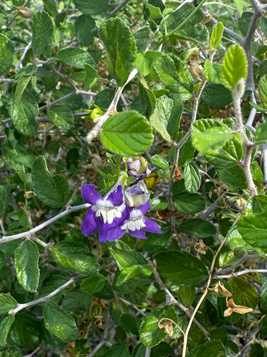 Maurandella antirrhiniflora