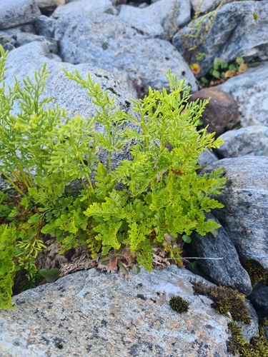 Cryptogramma crispa, photograph 4