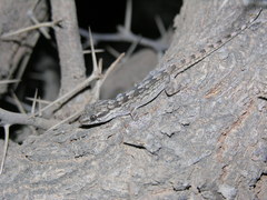 Tarentola hoggarensis