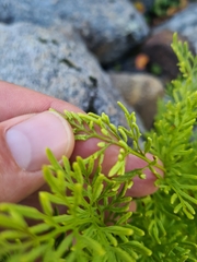 Cryptogramma crispa, photograph (c) Mitch Van Dyke, some rights reserved (CC BY)