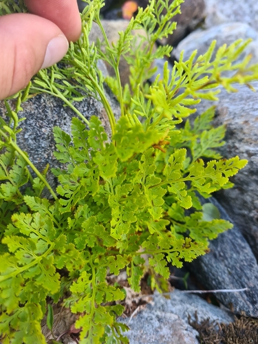 Cryptogramma crispa, photograph 6