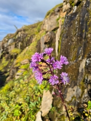 Cicerbita alpina, photograph (c) Mitch Van Dyke, some rights reserved (CC BY)