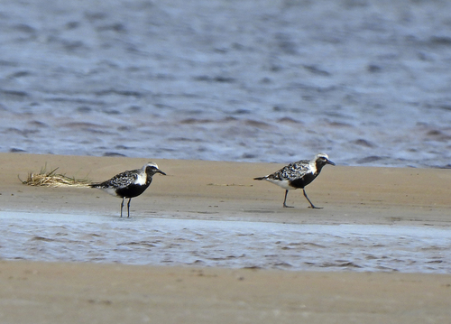 iNaturalist: (c) lina_golovneva, some rights reserved (CC BY-NC) iNaturalist image