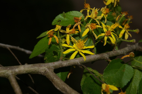 Grewia micrantha