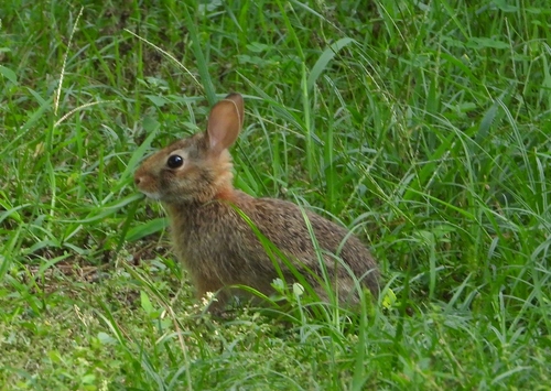 Eastern Cottontail