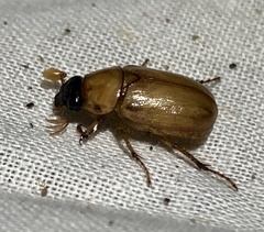 Cyclocephala longula