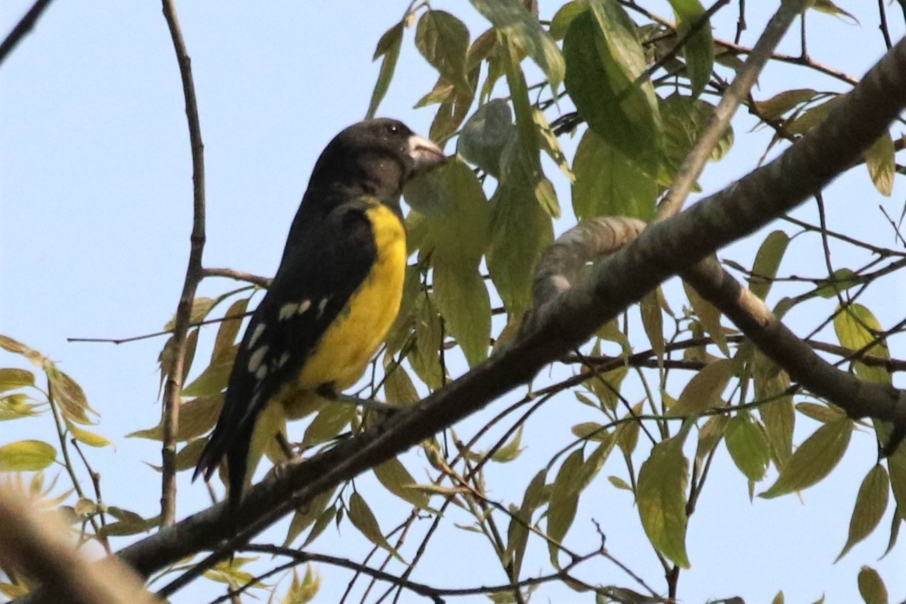 Spot-winged Grosbeak