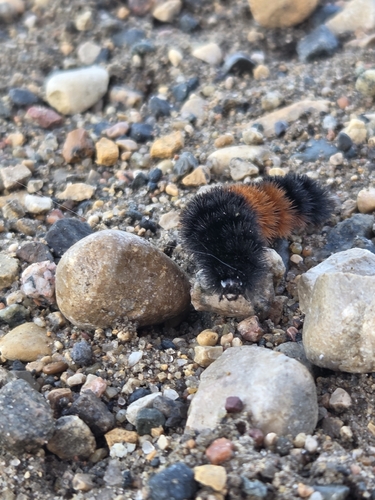 Isabella Tiger Moth