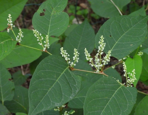 Japanese knotweed