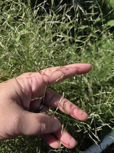 carolina lovegrass