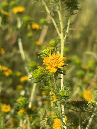 Common Spikeweed