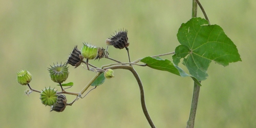 velvetleaf